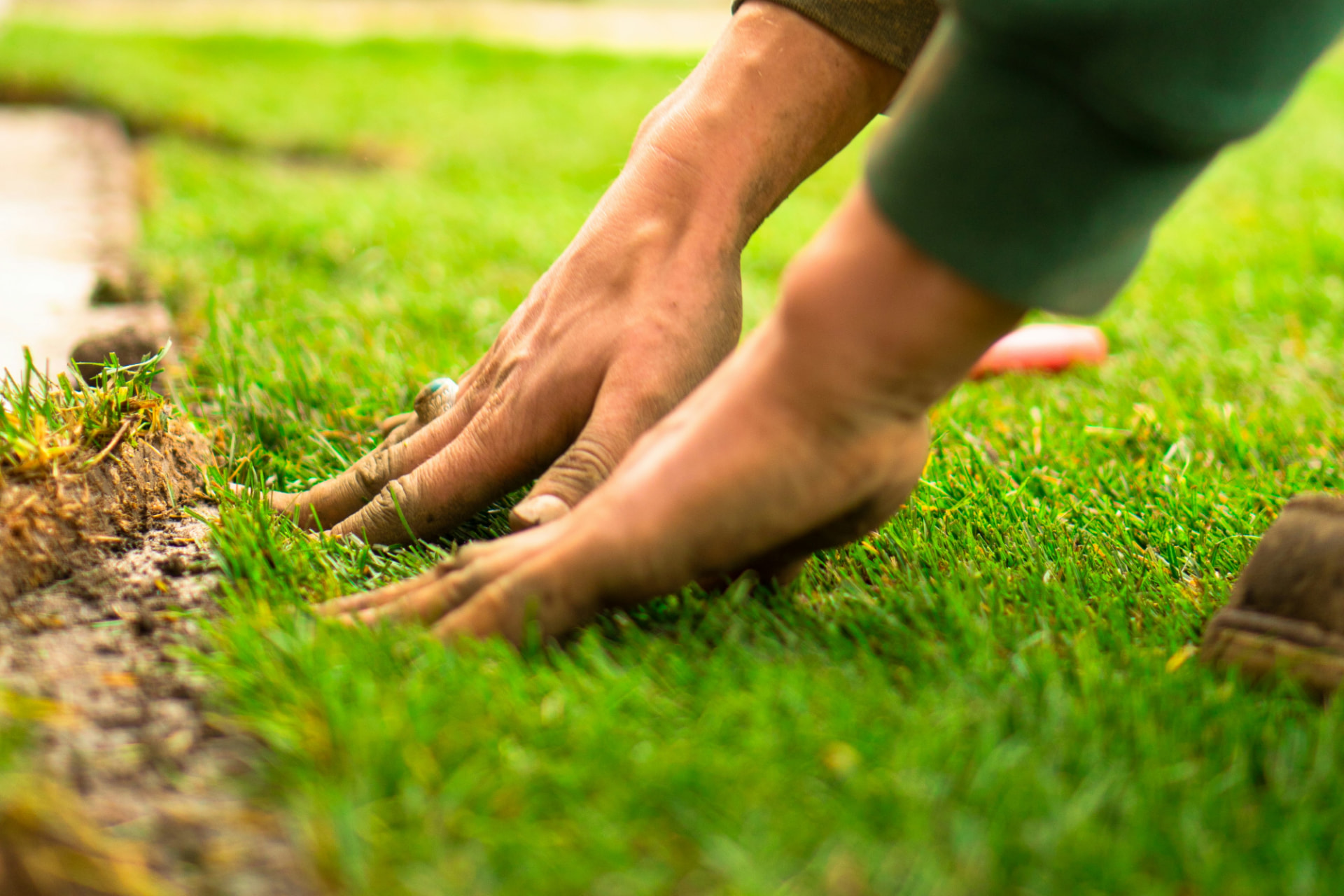 Hands pressing down freshly laid turf on a lawn